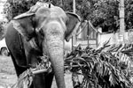 Elefant mit Wärter Indien